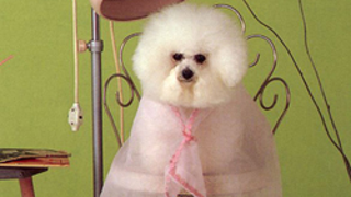 A Dog's Life Is Ruff: Win A Chance To Pamper Your Pooch!